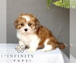 Small #4 ShihPoo