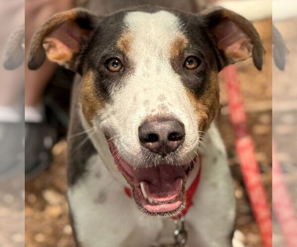 Medium Photo #10 Mutt Puppy For Sale in Canton, CT, USA