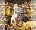Small French Bulldog