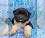 Small Photo #5 Akita Puppy For Sale in CHRISTIANA, PA, USA