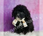 Small Photo #20 Poodle (Miniature) Puppy For Sale in WARSAW, IN, USA
