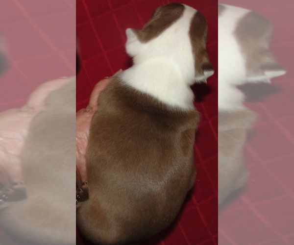 Medium Photo #4 Boston Terrier Puppy For Sale in CRKD RVR RNCH, OR, USA