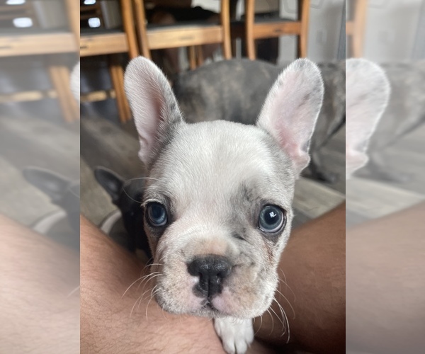 Full screen Photo #2 French Bulldog Puppy For Sale in PHOENIX, AZ, USA