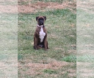 Mother of the Boxer puppies born on 06/26/2025