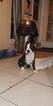 Small Photo #11 Boston Terrier Puppy For Sale in BRKN ARW, OK, USA