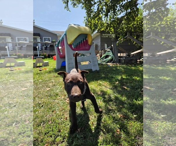 Medium Photo #8 Mutt Puppy For Sale in Oro Medonte, Ontario, Canada