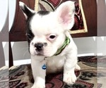 Small Photo #43 French Bulldog Puppy For Sale in DALLAS, TX, USA