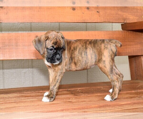 Medium Photo #7 Boxer Puppy For Sale in CHILHOWEE, MO, USA