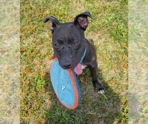 Thea - Female American Pit Bull Terrier-Unknown Mix Dog for Adoption - Photo #6
