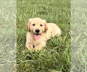 Golden Retriever Puppy for sale in CUB RUN, KY, USA