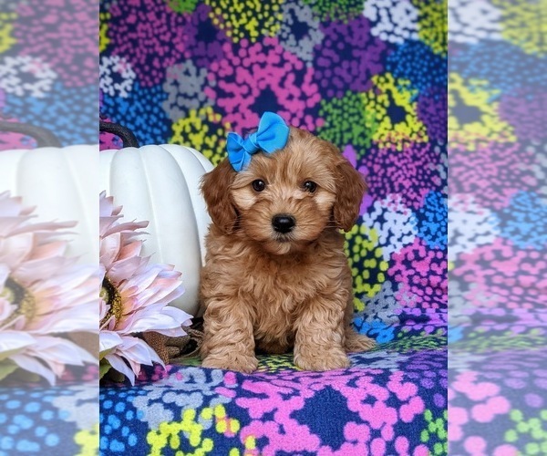 Medium Photo #1 Miniature Labradoodle Puppy For Sale in KIRKWOOD, PA, USA