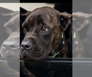 Cane Corso Puppy for sale in ANDERSON, IN, USA