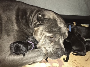 Cane Corso Puppy for sale in MEDFORD, OR, USA