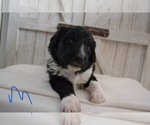 Small Photo #3 Aussiedoodle Puppy For Sale in PLEASANT HILL, MO, USA