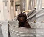Puppy 3 Poodle (Standard)-Portuguese Water Dog Mix