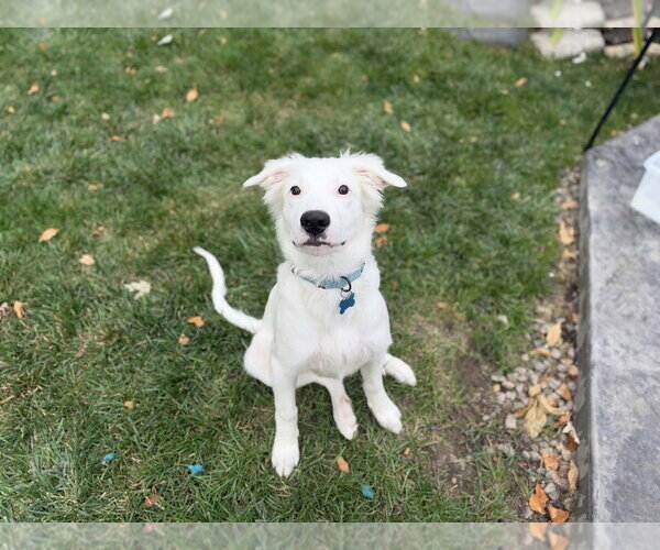 Medium Photo #2 Mutt Puppy For Sale in Andover, MN, USA