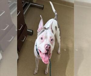 American Pit Bull Terrier Dogs for adoption in Derwood, MD, USA
