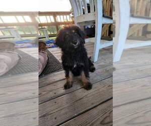 F2 Aussiedoodle Puppy for sale in DUTTON, AL, USA