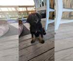 Small Photo #1 F2 Aussiedoodle Puppy For Sale in DUTTON, AL, USA