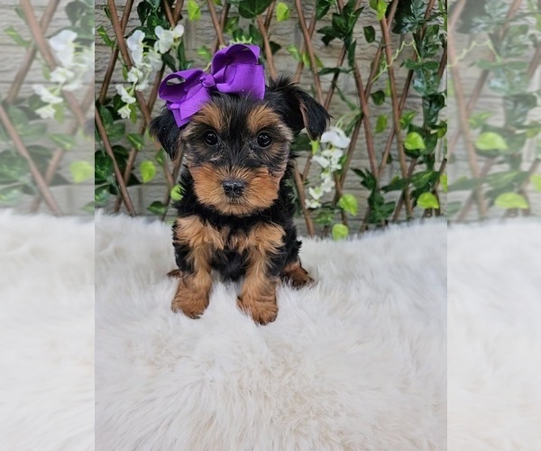 Medium Photo #4 Yorkshire Terrier Puppy For Sale in INDIANAPOLIS, IN, USA