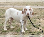 Puppy 1 Beagle