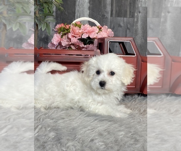 Medium Photo #3 Bichpoo Puppy For Sale in CANOGA, NY, USA