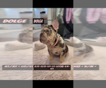 Small #6 French Bulldog