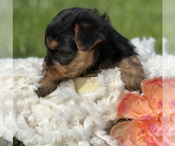 Medium Photo #4 Yorkshire Terrier Puppy For Sale in ROCK STREAM, NY, USA
