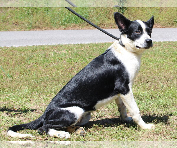 Medium Photo #4 Border Collie-English Shepherd Mix Puppy For Sale in Prattville, AL, USA