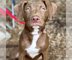 Small Photo #4 Labrador Retriever-Unknown Mix Puppy For Sale in Canton, CT, USA