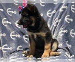 Small Photo #7 German Shepherd Dog Puppy For Sale in EAST EARL, PA, USA
