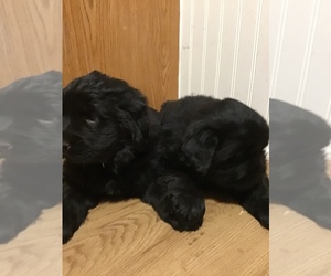 Newfoundland Puppy for sale in HALIFAX, PA, USA