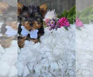 Yorkshire Terrier Puppy for sale in INDIANAPOLIS, IN, USA