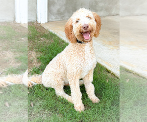 Goldendoodle Puppy for sale in APEX, NC, USA
