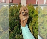 Small Photo #2 Poodle (Toy) Puppy For Sale in MIAMI, FL, USA