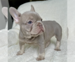Small Photo #2 French Bulldog Puppy For Sale in SACRAMENTO, CA, USA