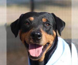 Rottweiler-Unknown Mix Dogs for adoption in San Antonio, TX, USA