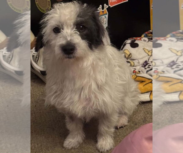 Medium Photo #4 Mutt Puppy For Sale in Corona, CA, USA
