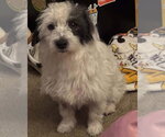 Small #3 Mutt
