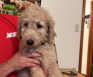 Goldendoodle-Poodle (Standard) Mix Puppy for sale in ARKOMA, OK, USA