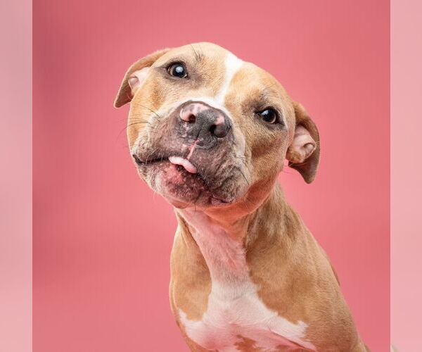 Medium Photo #15 American Pit Bull Terrier-Labrador Retriever Mix Puppy For Sale in Derwood, MD, USA