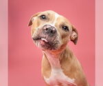 Small #14 American Pit Bull Terrier-Labrador Retriever Mix