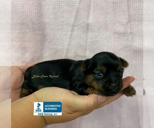 Yorkshire Terrier Puppy for sale in WINNSBORO, LA, USA