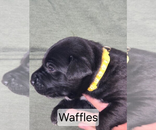 Medium Photo #3 Labrador Retriever-Unknown Mix Puppy For Sale in San Diego, CA, USA