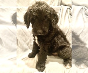 Goldendoodle Puppy for Sale in OXNARD, California USA