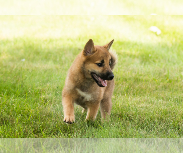 Medium Photo #11 Shiba Inu Puppy For Sale in MILLERSBURG, IN, USA
