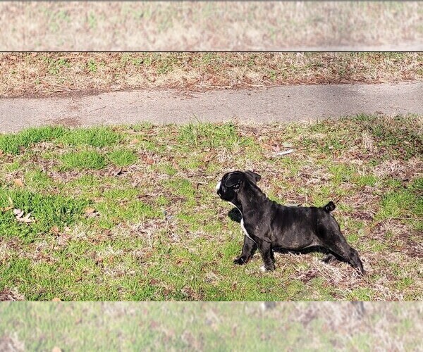 Medium Photo #3 American Bully Puppy For Sale in VIRGINIA BEACH, VA, USA