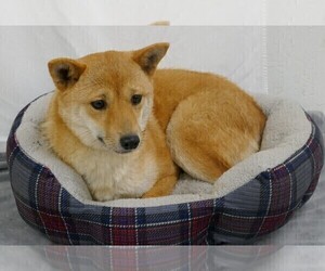 Mother of the Shiba Inu puppies born on 01/29/2024