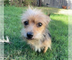Apple Strudel - Female Mutt Dog for Adoption - Photo #2