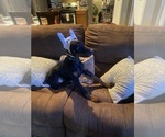 Small Photo #6 Doberman Pinscher Puppy For Sale in ROCKWALL, TX, USA